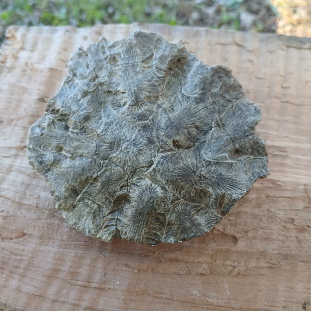 Natural Reptile Habitat Decor